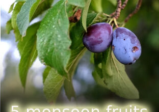 Wellhealthorganic.Com:Weight-Loss-In-Monsoon-These-5-Monsoon-Fruits-Can-Help-You-Lose-Weight