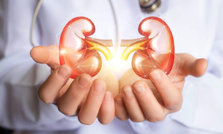 kidneys-in-dr-hands