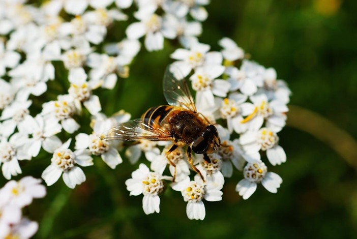 Apis Florea (Dwarf Honey Bee)