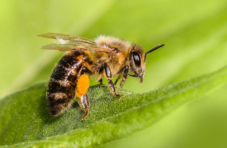 Apis Andreniformis (Black Dwarf Honey Bee)