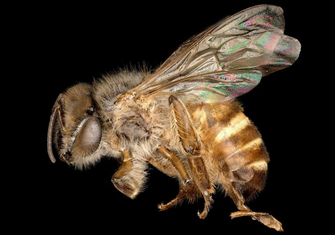 5.	Apis koschevnikovi (Koschevnikov's Honey Bee)