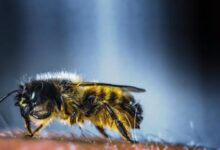 Apis Cerana (Asian Honey Bee)